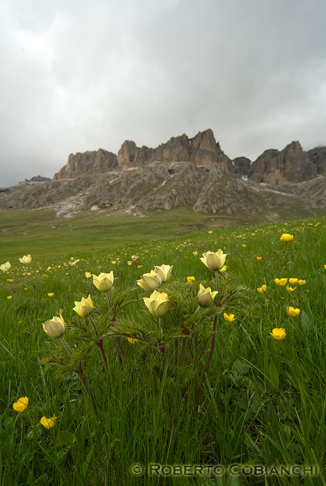 Flora dal Passo Pordoi: Pulsatilla e Primula